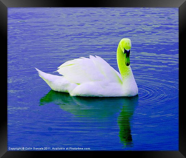 Green Crowned Swan Framed Print by Colin Daniels