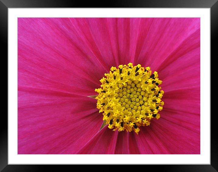 Pink and Yellow Framed Mounted Print by Derek Vines