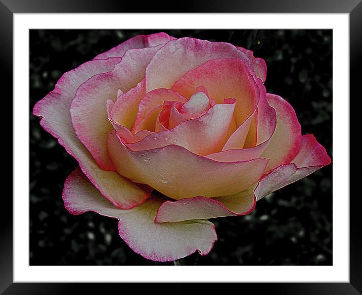 Rose Framed Mounted Print by Derek Vines
