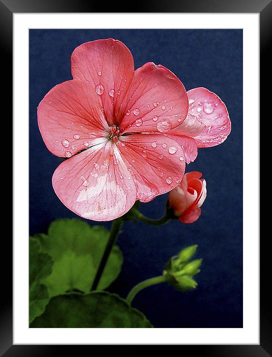 Pink Geranium Framed Mounted Print by Derek Vines