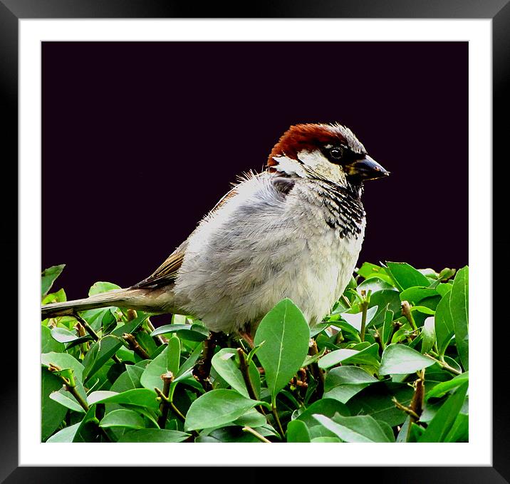 Sparrow Framed Mounted Print by Derek Vines
