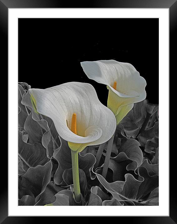 Lillies Framed Mounted Print by Derek Vines