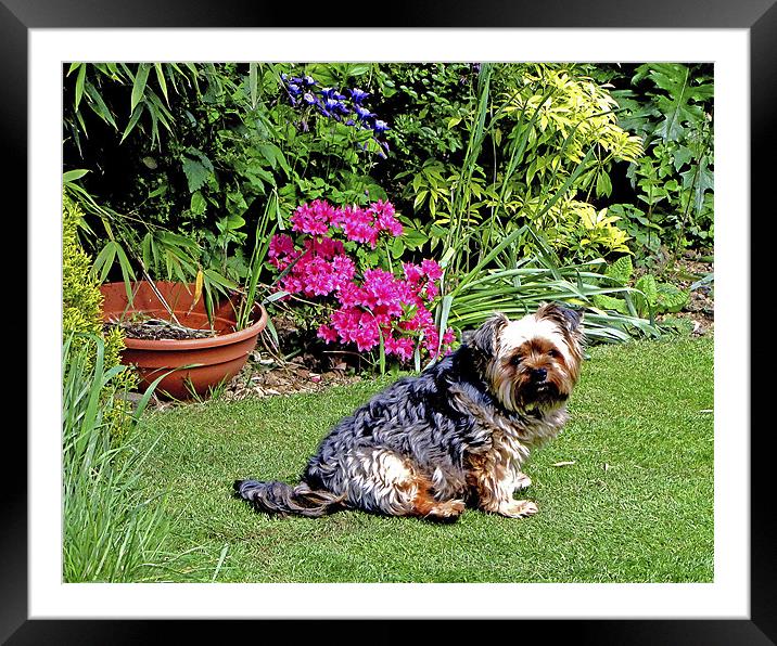 Millie in Garden Framed Mounted Print by Derek Vines