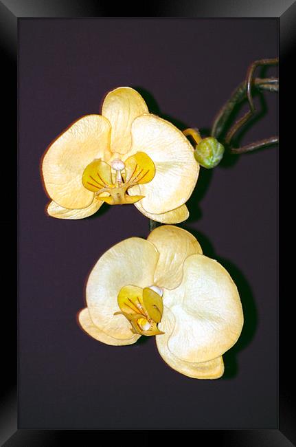 white orchid Framed Print by Tamma DuPree