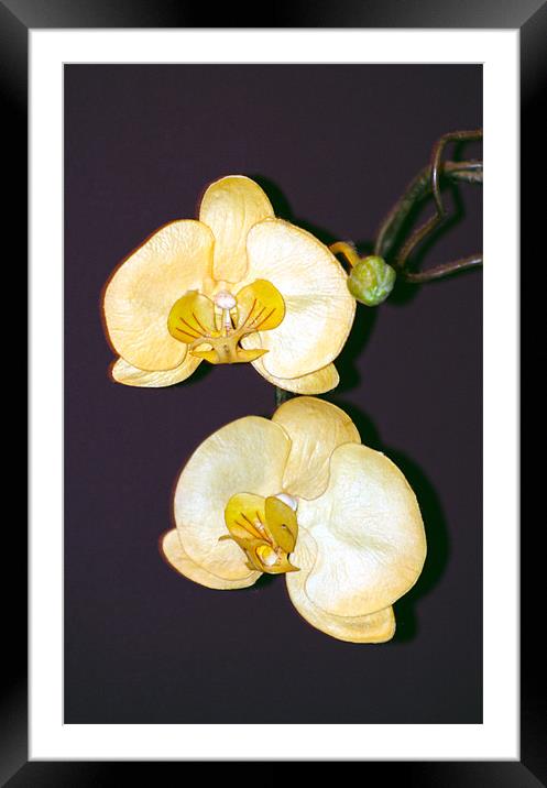 white orchid Framed Mounted Print by Tamma DuPree