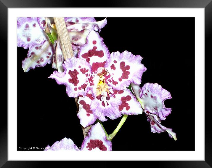 Purple  Orchid Flower Framed Mounted Print by Sarah Clark