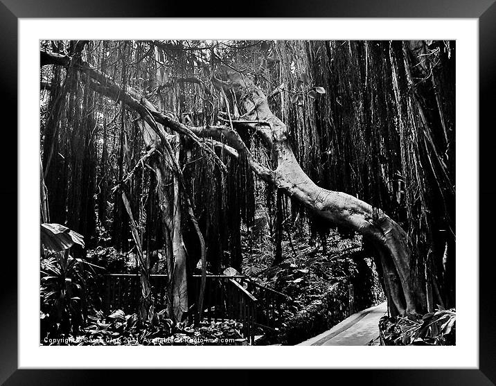 Black and White Trees Framed Mounted Print by Sarah Clark