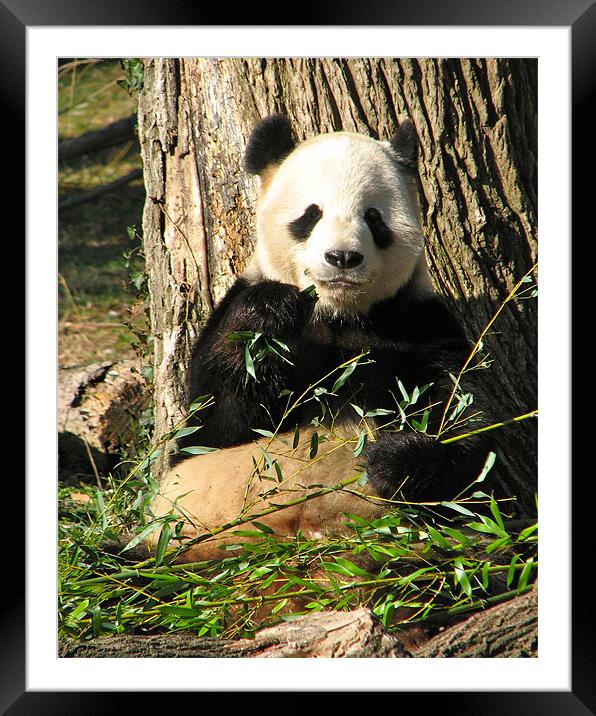 Panda Eats Bamboo Framed Mounted Print by Lauren Elstein