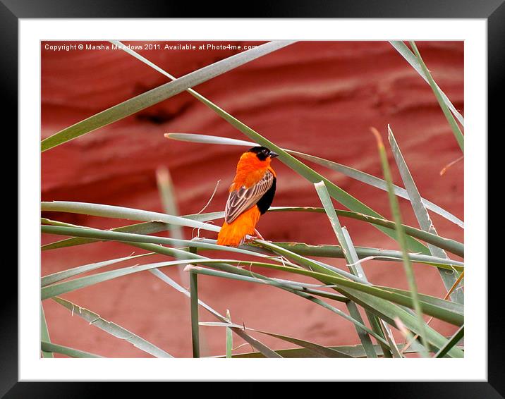 Orange Bird Framed Mounted Print by Marsha Meadows