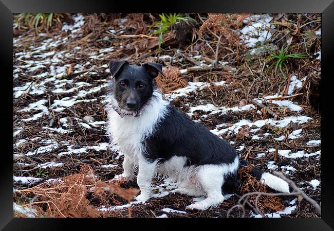  Jack Russell Framed Print by Stuart Prosser