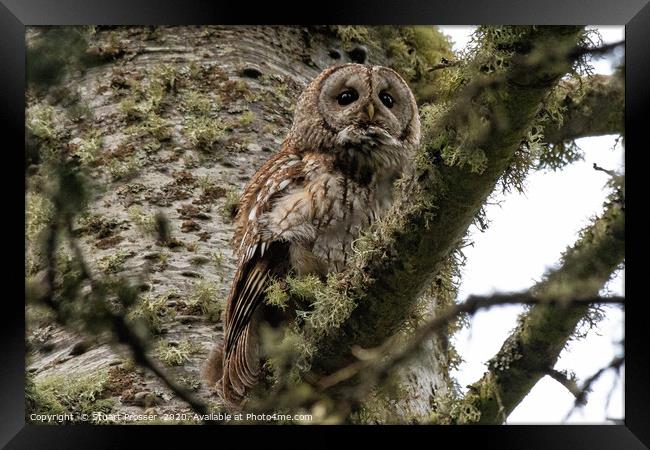 Tawny Owl Scottish Highlands Framed Print by Stuart Prosser