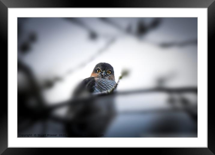 Sparrowhawk Framed Mounted Print by Stuart Prosser