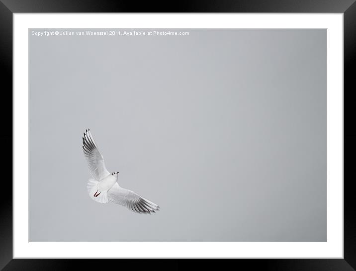 Tern in Flight Framed Mounted Print by Julian van Woenssel