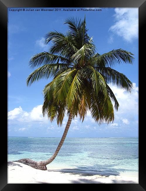 Palm Tree Framed Print by Julian van Woenssel