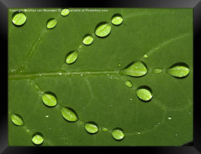 Water on Leaf Framed Print by Julian van Woenssel