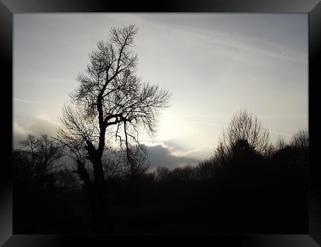 Bare Boughs Framed Print by Debra Spaul