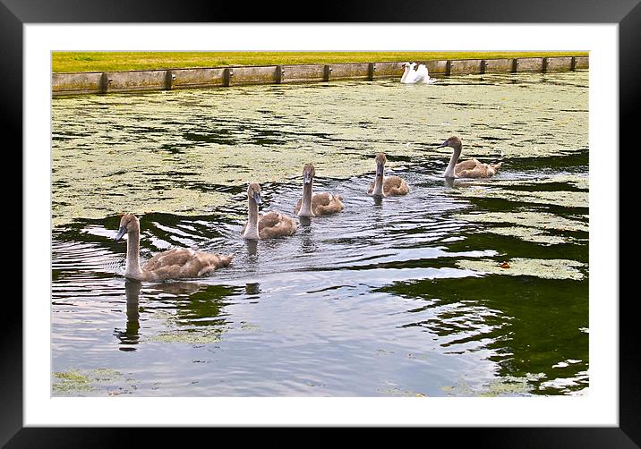 HAMPTON COURT FLEET Framed Mounted Print by radoslav rundic