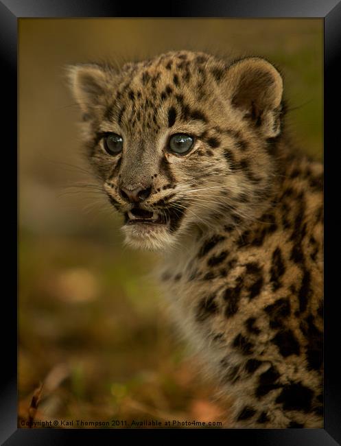 Snow Leopard Cub Framed Print by Karl Thompson