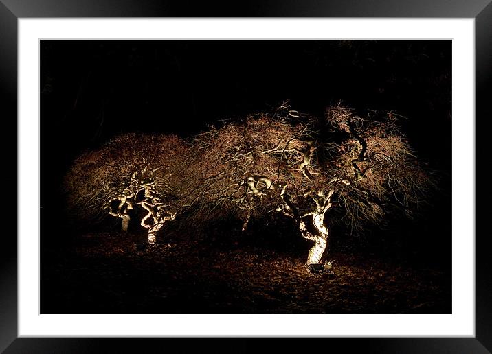 Acer at night Framed Mounted Print by Karl Thompson
