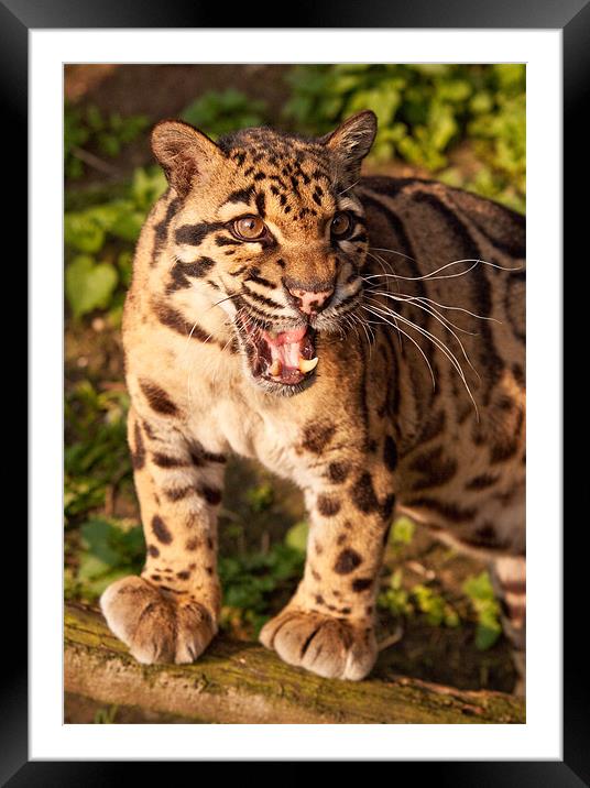 Clouded Leopard Framed Mounted Print by Karl Thompson