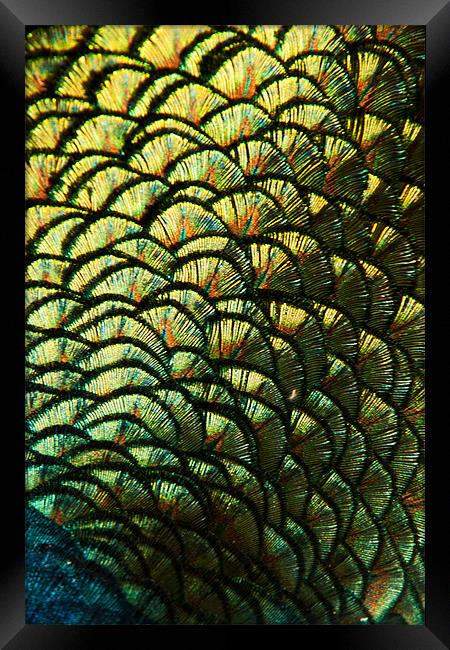 Peacock Feather Abstract Framed Print by Karl Thompson