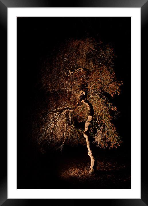 Tree at night Framed Mounted Print by Karl Thompson