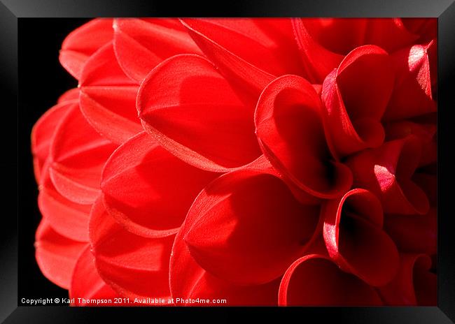 Red Chrysanthemum Framed Print by Karl Thompson