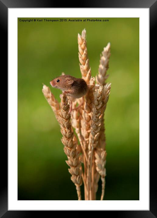  Harvest Mouse Framed Mounted Print by Karl Thompson