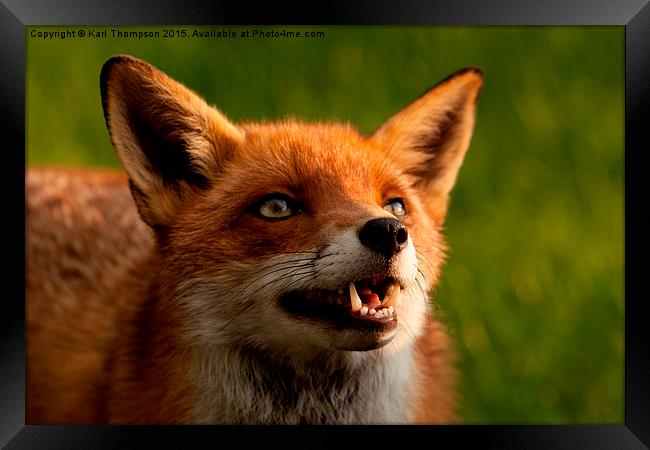  Red fox Framed Print by Karl Thompson