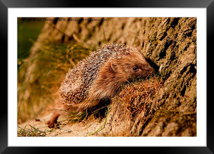  Hedgehog Framed Mounted Print by Karl Thompson