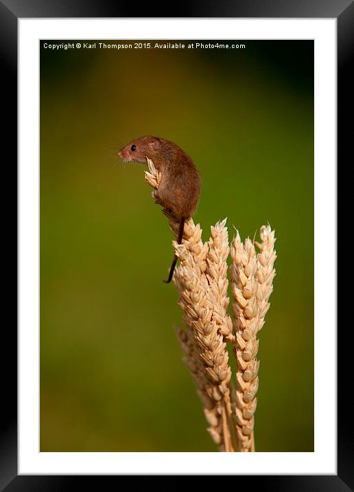  Harvest Mouse 2 Framed Mounted Print by Karl Thompson