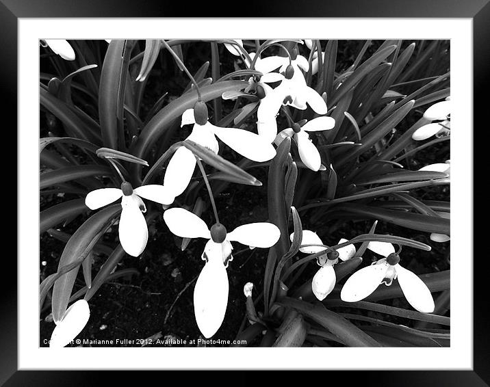 Snowdrops Framed Mounted Print by Marianne Fuller