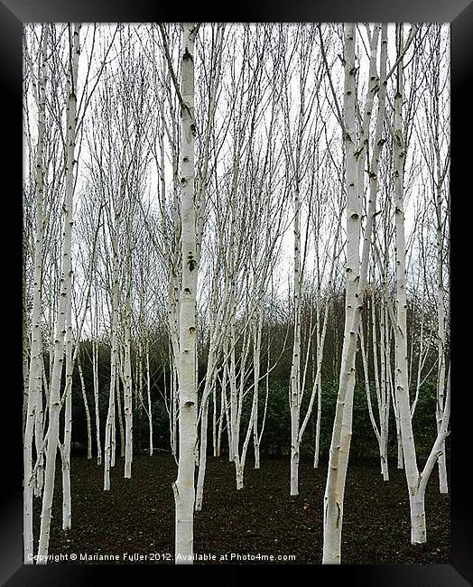 Silver Birch Tree Framed Print by Marianne Fuller