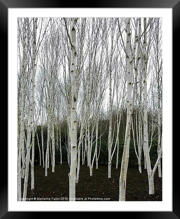 Silver Birch Tree Framed Mounted Print by Marianne Fuller