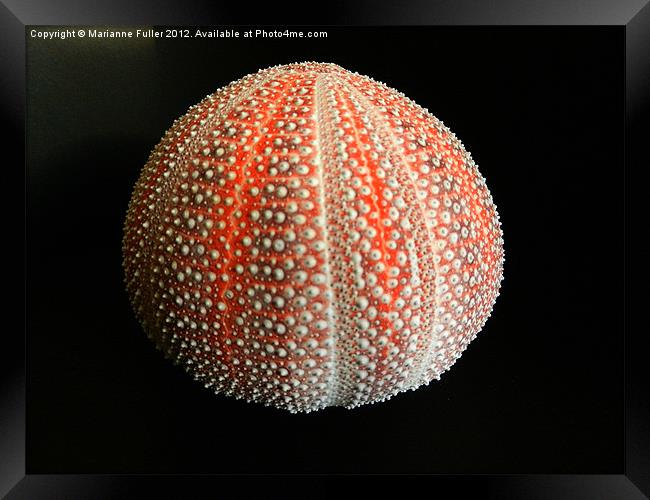Sea Urchin Shell Framed Print by Marianne Fuller