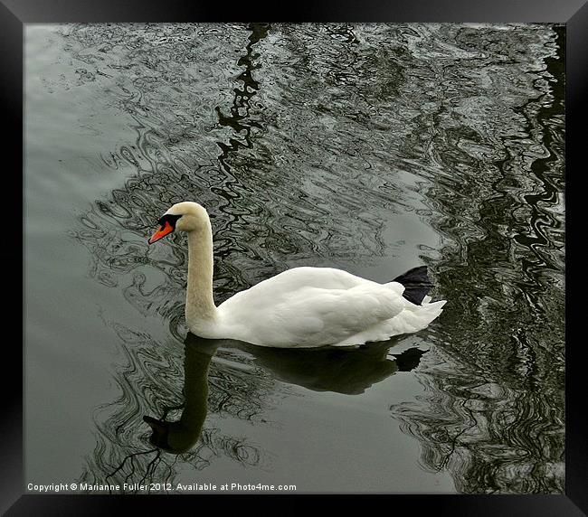 Swan on Marbled Water Framed Print by Marianne Fuller