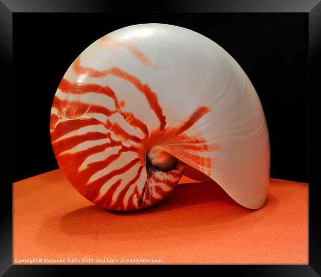Nautilus Sea Shell Framed Print by Marianne Fuller