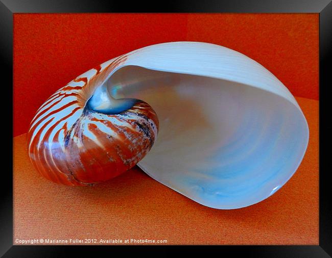 Into the Nautilus Framed Print by Marianne Fuller