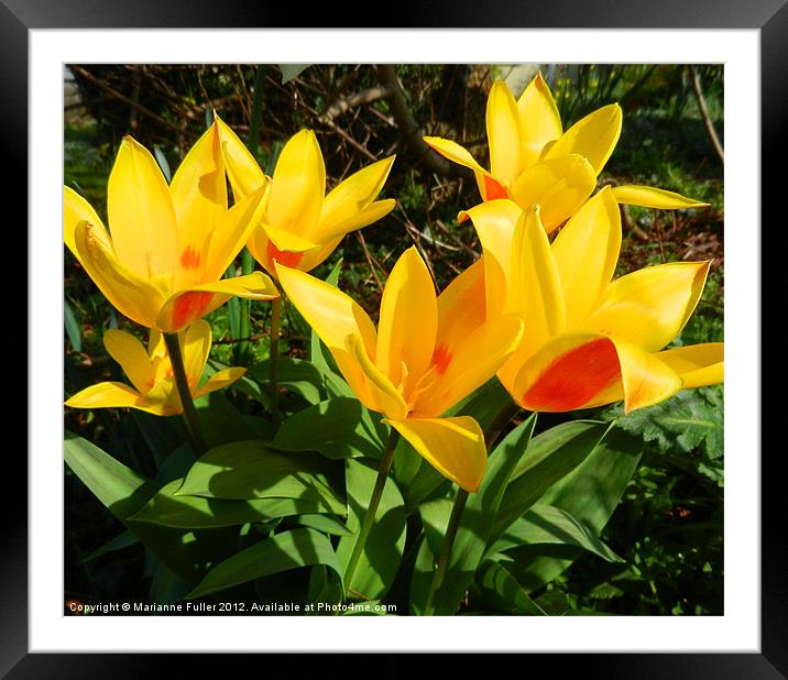Cheerful Tulips Framed Mounted Print by Marianne Fuller