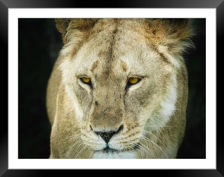 A Lioness Framed Mounted Print by David Martin