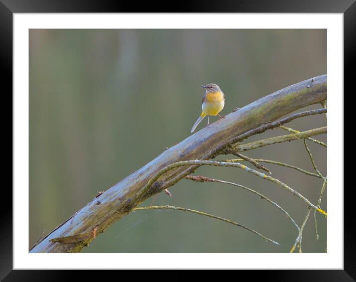 Grey wagtail 2 Framed Mounted Print by David Martin