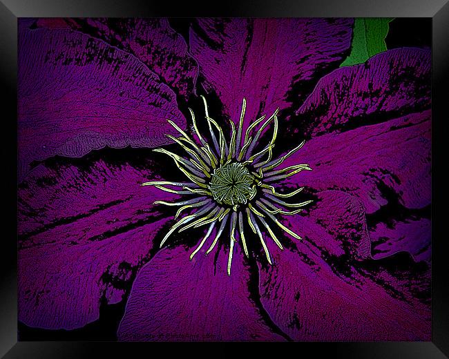 Clematis plant Framed Print by David Martin