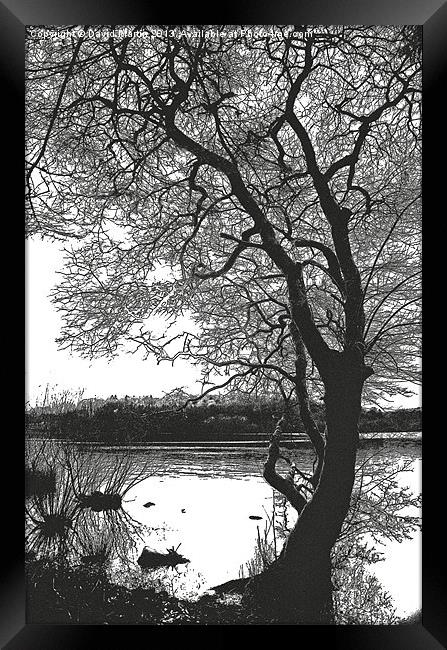 The tree Burrator Framed Print by David Martin