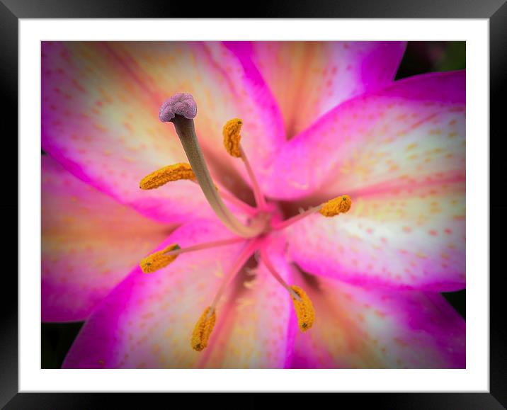  Lily Framed Mounted Print by David Martin