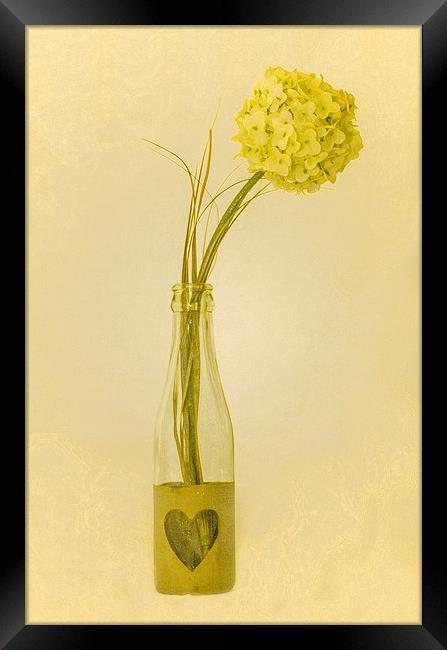  Yellow Flower Framed Print by David Martin