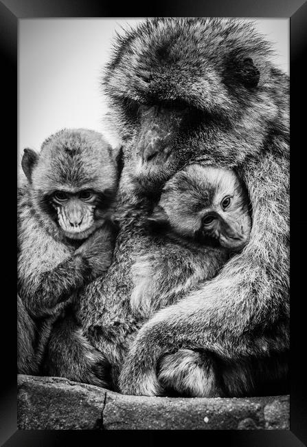 Barbary Macaque Framed Print by David Martin