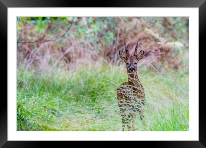 Male Deer Framed Mounted Print by David Martin