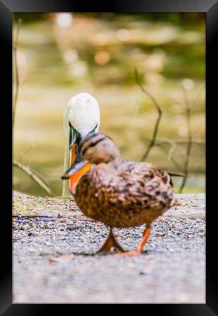 Walk on Mr Duck... Framed Print by David Martin