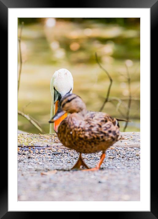 Walk on Mr Duck... Framed Mounted Print by David Martin