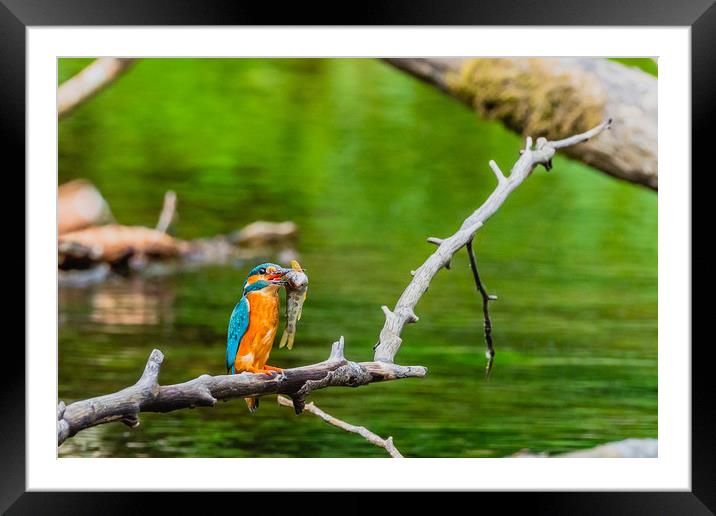 Kingfisher  Framed Mounted Print by David Martin